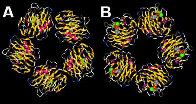 Therapeutic Lowering of C-Reactive Protein